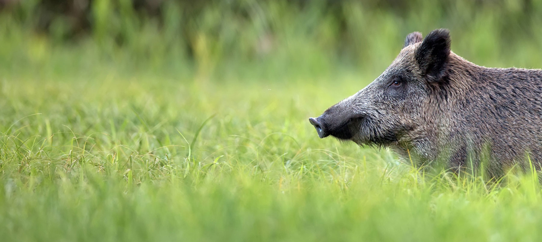 20907675-wild-boar-in-the-grass-a-portrait.jpg