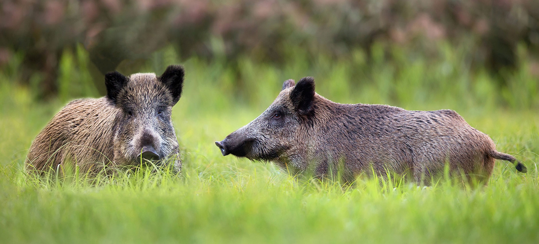 wild-boars-in-a-clearing.jpg