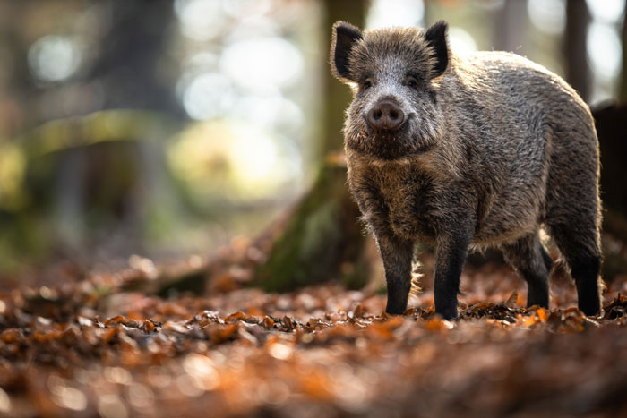 52392976-wild-boar-or-sus-scrofa-also-known-as-the-wild-swine