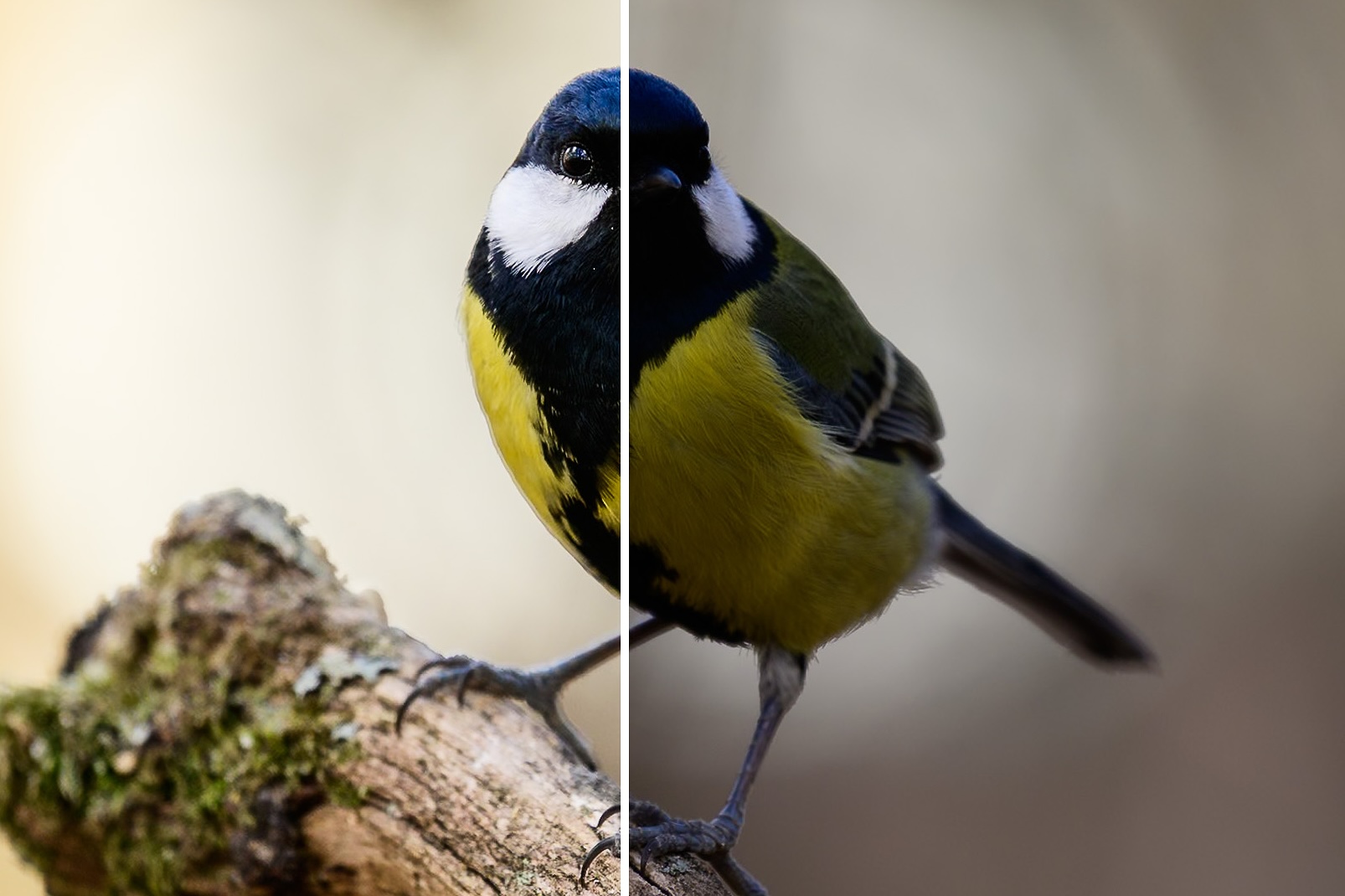 Lightroom Classic för naturfotografer en kurs för dig som vill redigera naturbilder med kontroll och känsla!