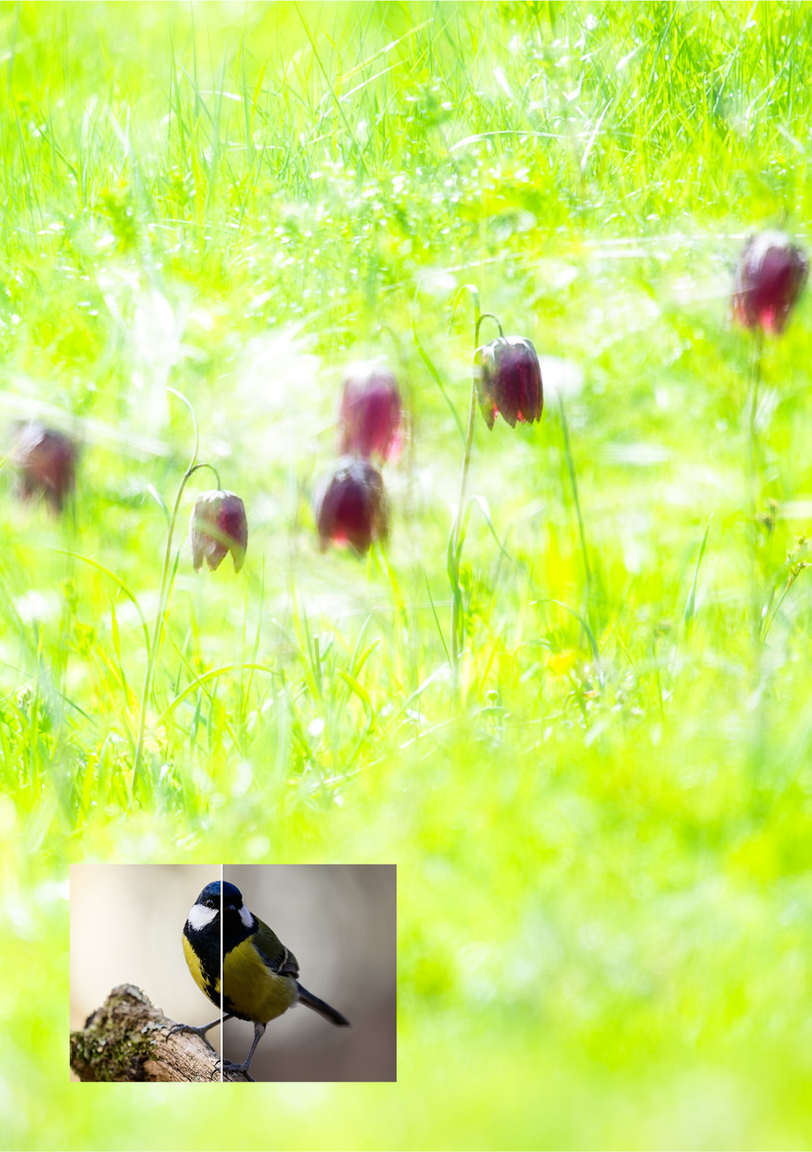 Naturfotokurs