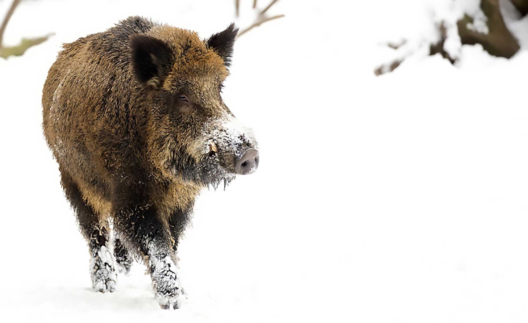 29509460-wild-boar-in-winter.jpg