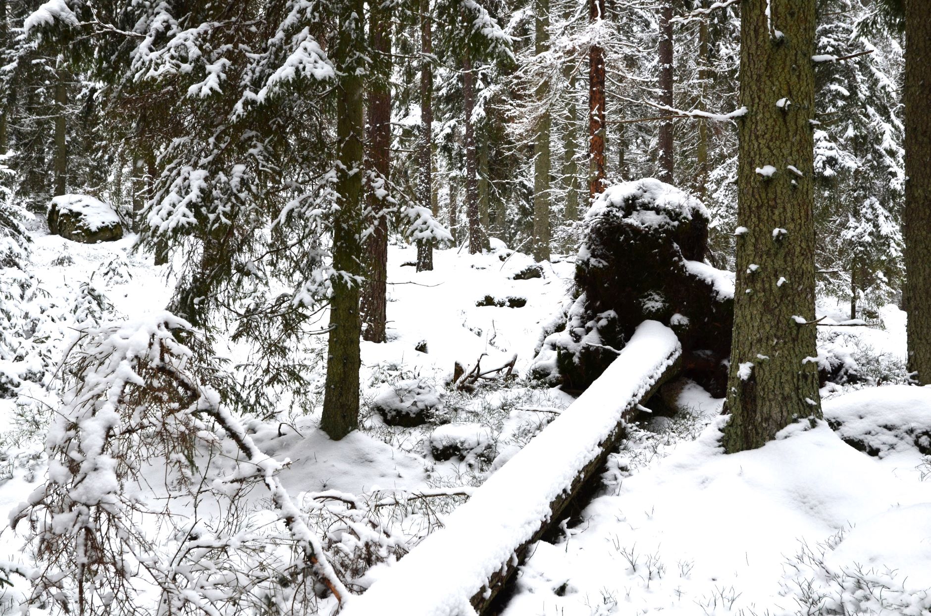 Träd som ramlat omkull i skog med snö.jpg