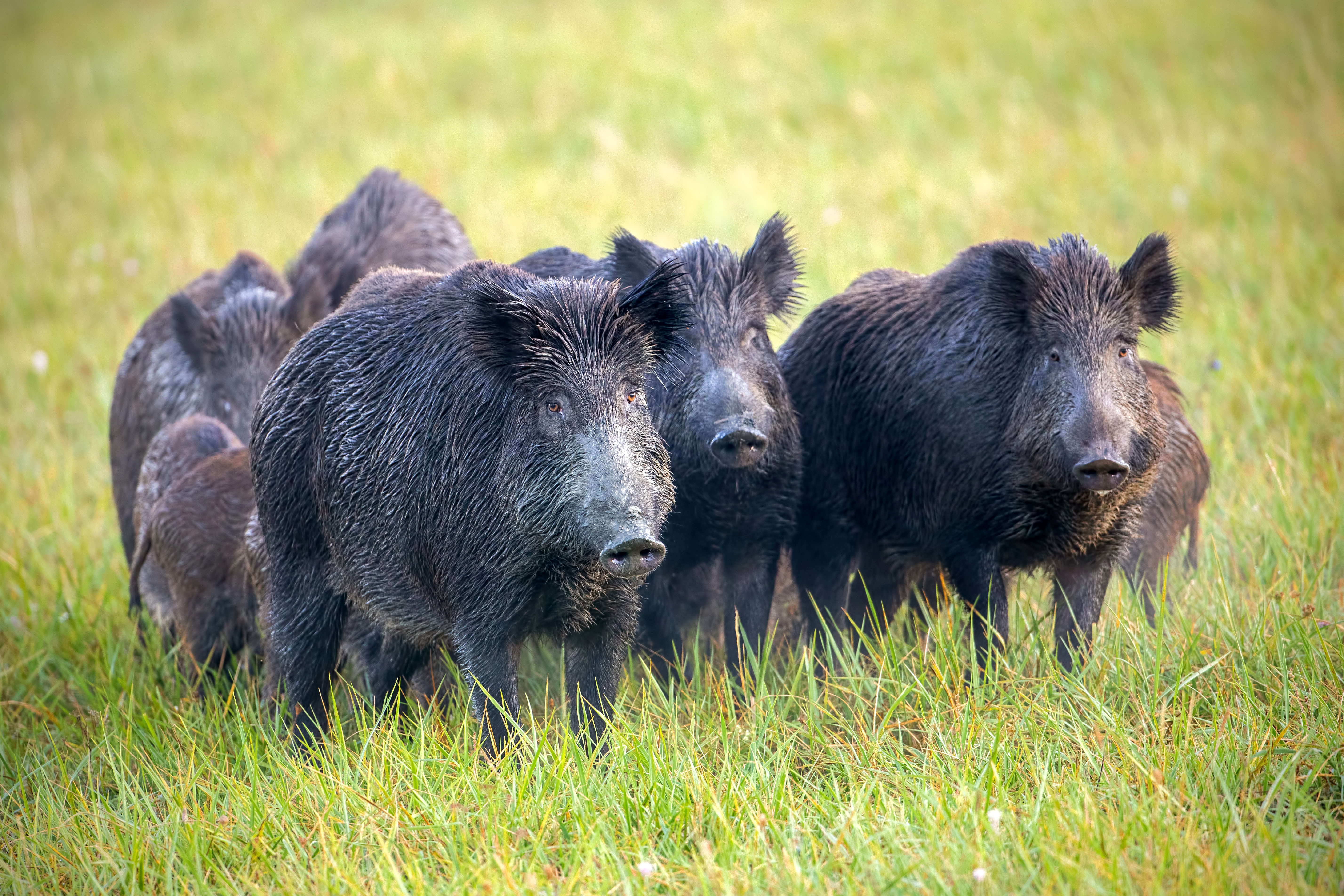 30741540-a-herd-of-wild-boars-on-a-meadow-with-grass-wet-from-dew